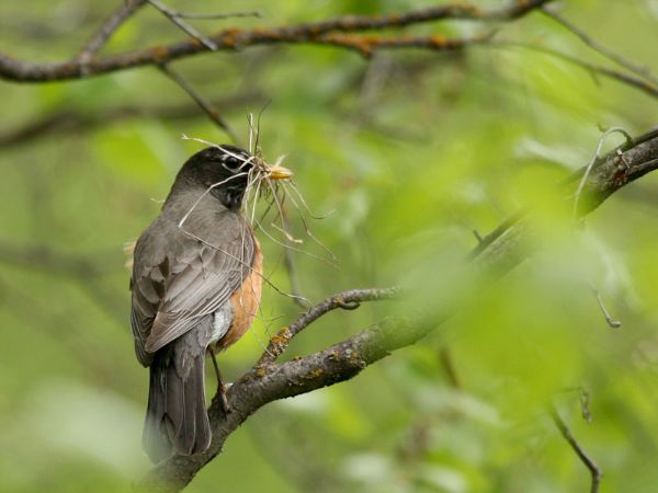 Robin with nest building materials