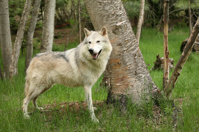 Tundra Wolf