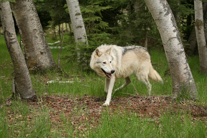 Tundra Wolf