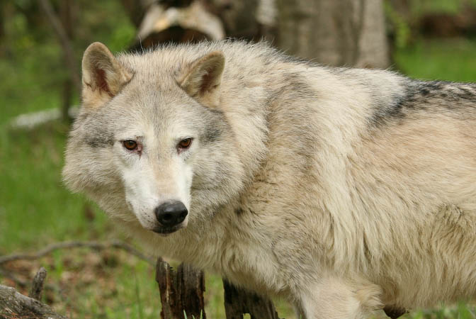 Tundra Wolf