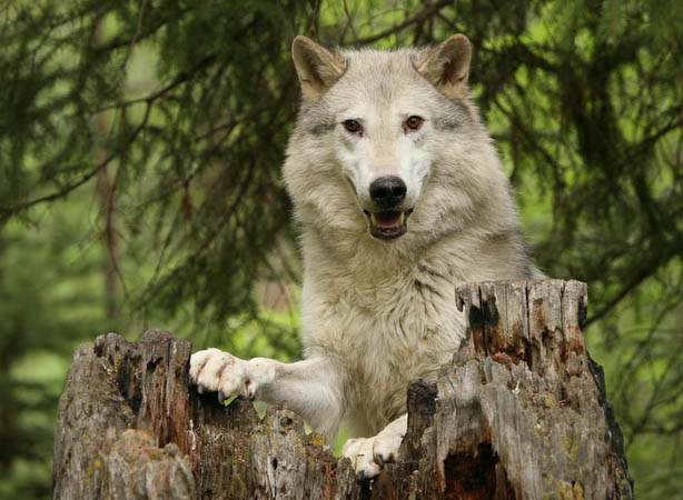 Tundra Wolf