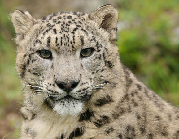 Snow Leopard