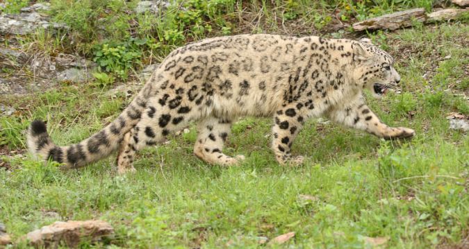 Snow Leopard