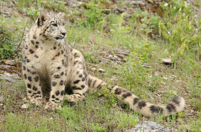 Snow Leopard