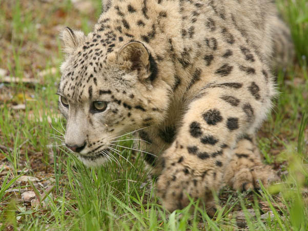 Snow Leopard