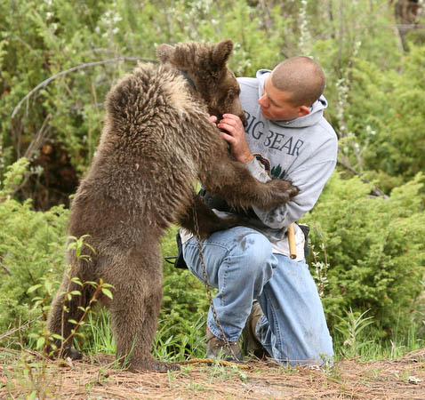 Grizzly Bear (yearling)