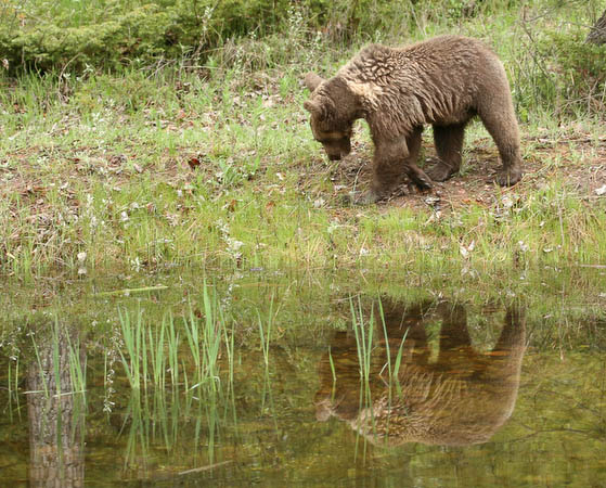 Grizzly Bear (yearling)