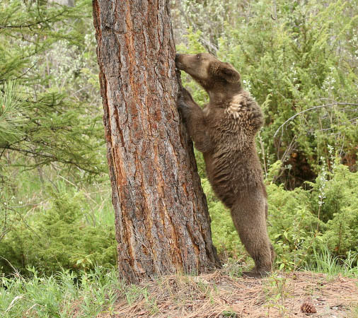 Grizzly Bear (yearling)