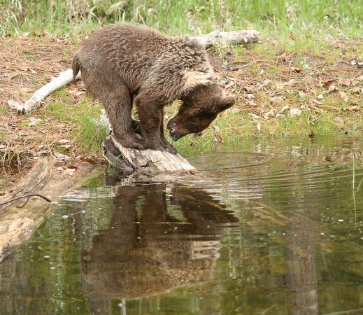 Grizzly Bear (yearling)