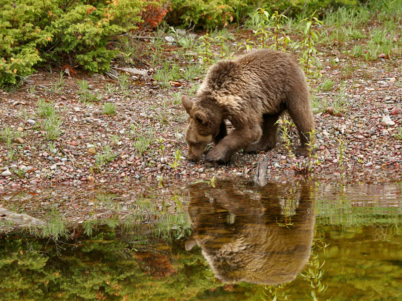 Grizzly Bear (yearling)