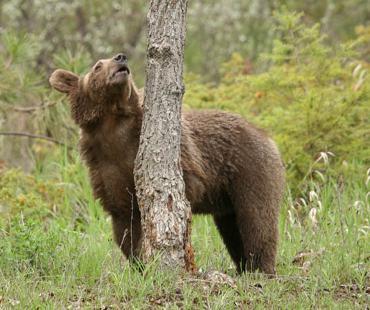 Grizzly Bear (yearling)
