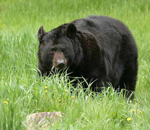 Black Bear