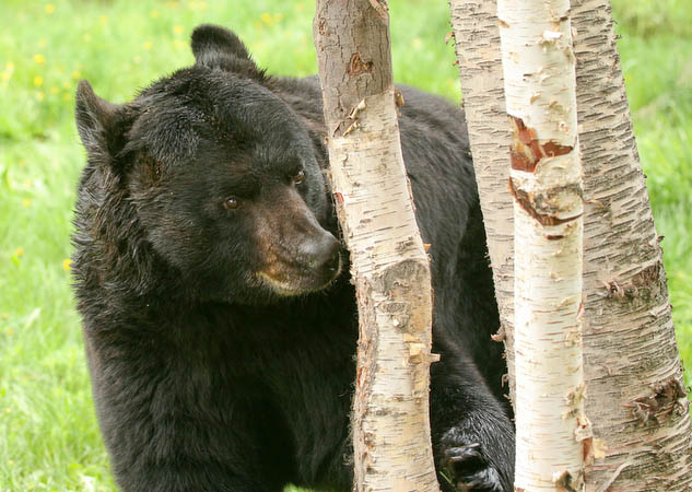 Black Bear