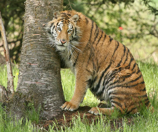 Siberian Tiger