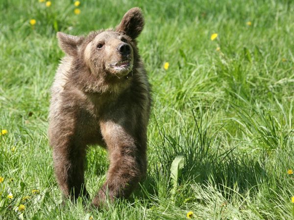 Gizzly Bear (yearling)