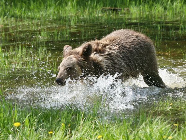 Gizzly Bear (yearling)