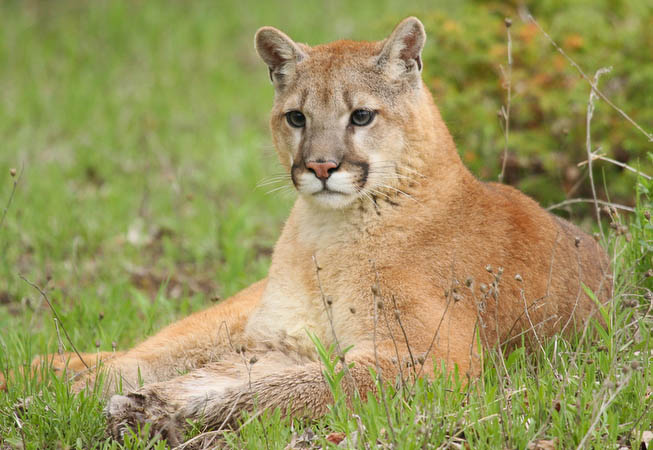 Mountain Lion