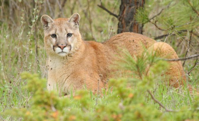 Mountain Lion