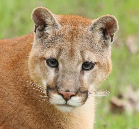 Mountain Lion