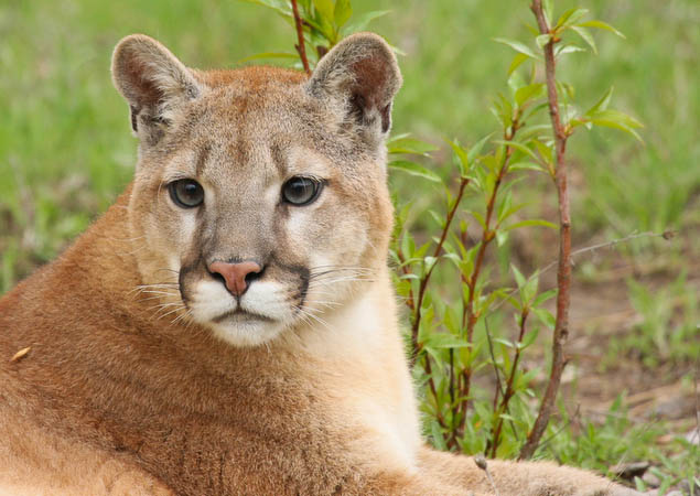 Mountain Lion