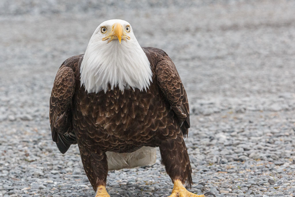 An eagle looking kind of forlorn [T3i_0383]