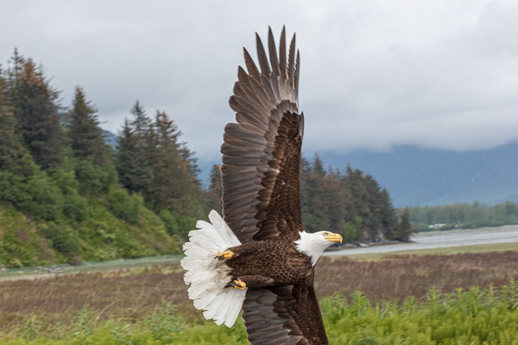 Eagle making a hard left turn [T3i_0430]