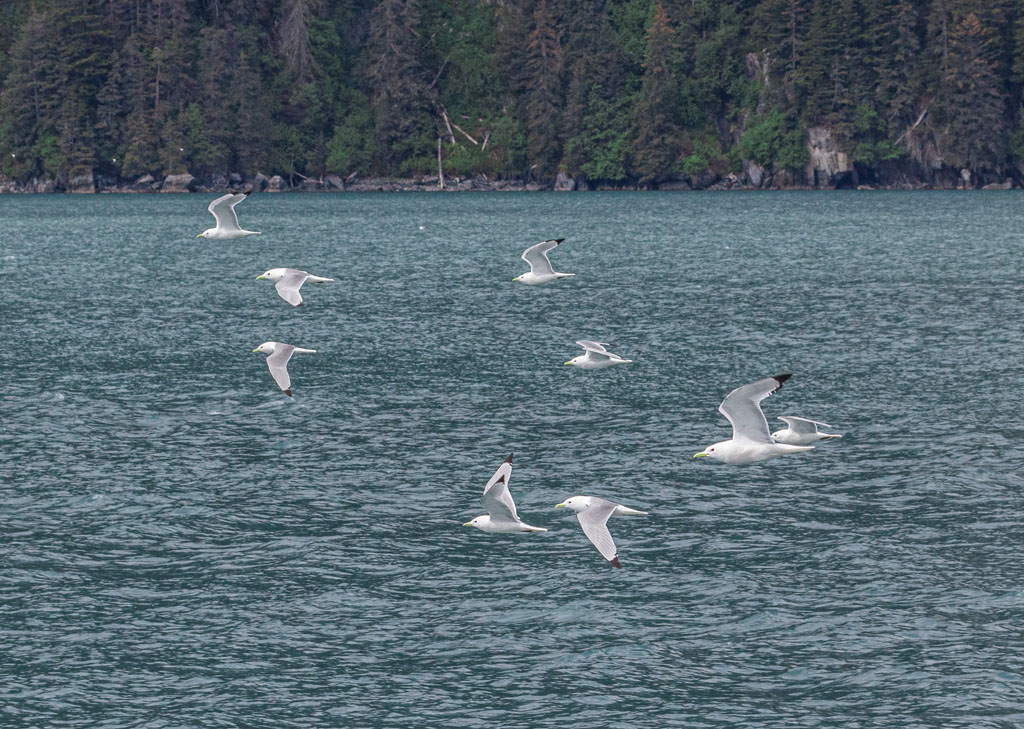 Black-legged kittiwakes [T3i_0564]