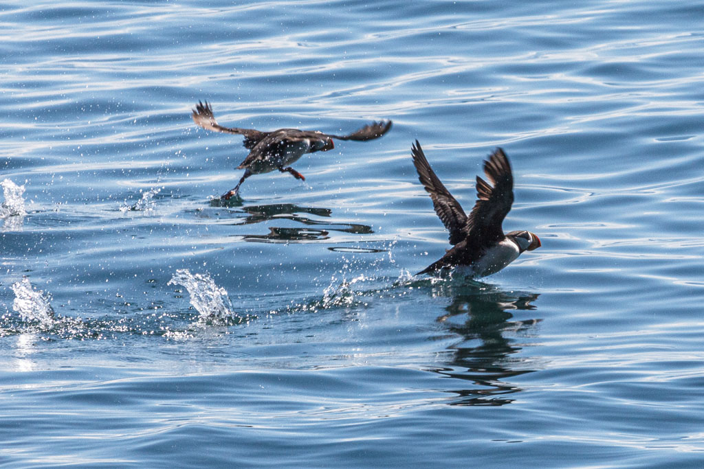 Two puffins make way for our boat [T3i_0682]