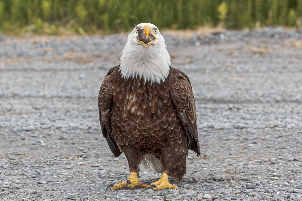 Eagle downing a frozen fish [T3i_0371]