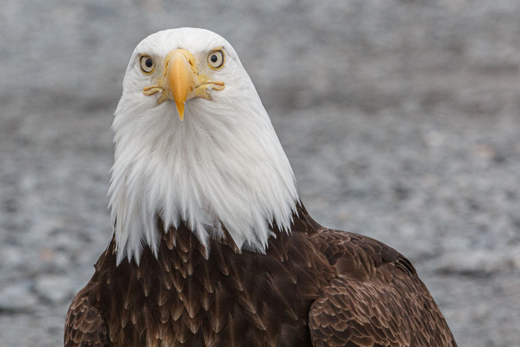 Eagle looking very serious [T3i_0380]