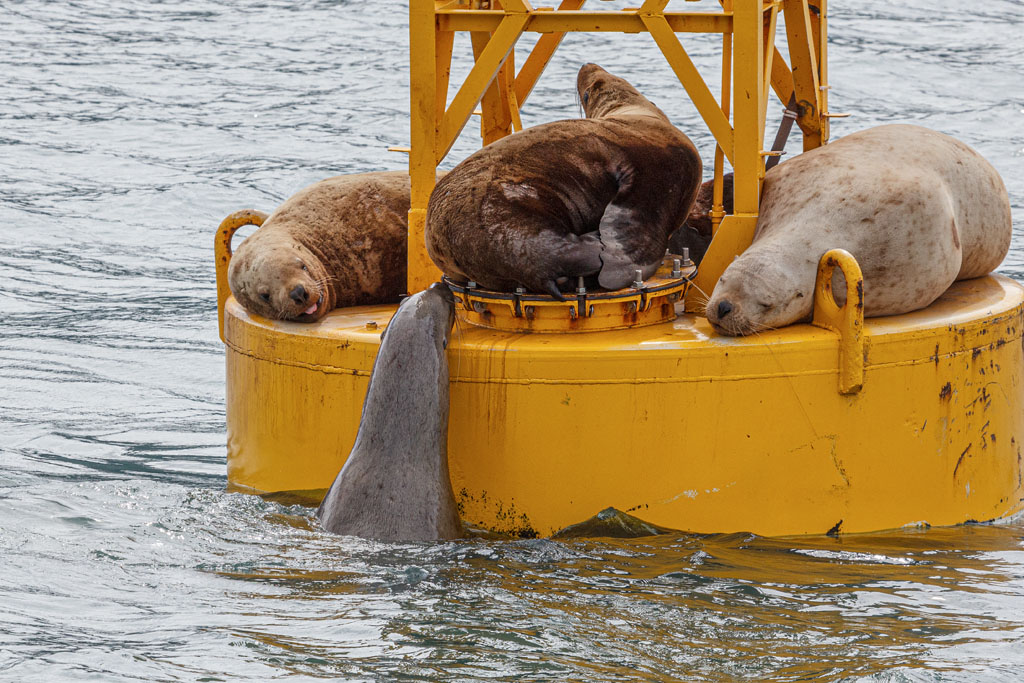 Steller sea lions [T3i_0547]