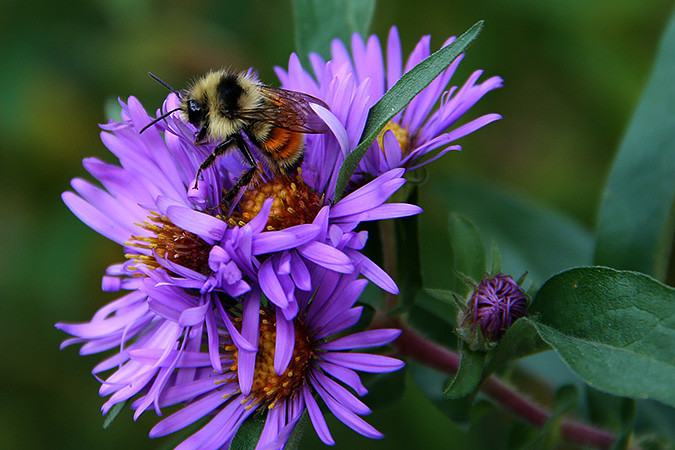 Geri caught this bee pollinating in a public place.