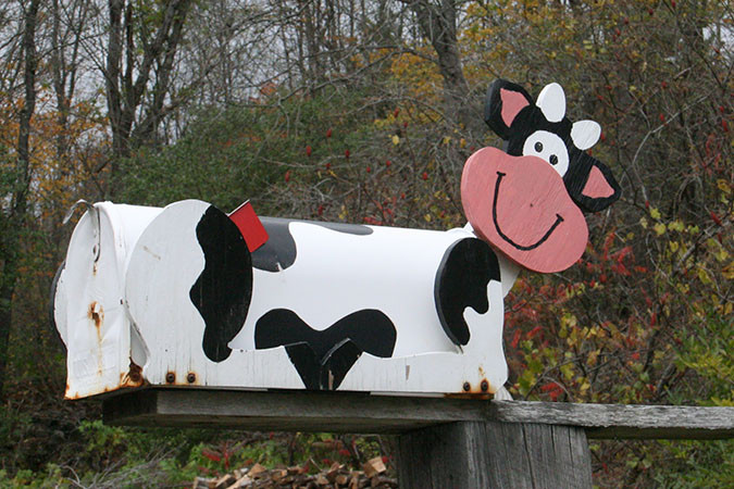 Geri took this picture of a mailbox with a cow motif.