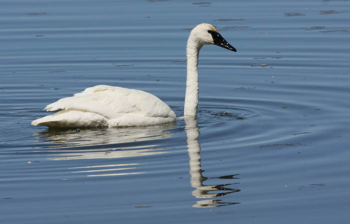 Trumpter Swan on Mary Bay in Lake Yellowstone (the mate was nearby) [40D_1270.jpg]