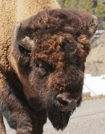 Bison up close and personal as it crossed the road right by our car [40D_1279.jpg]
