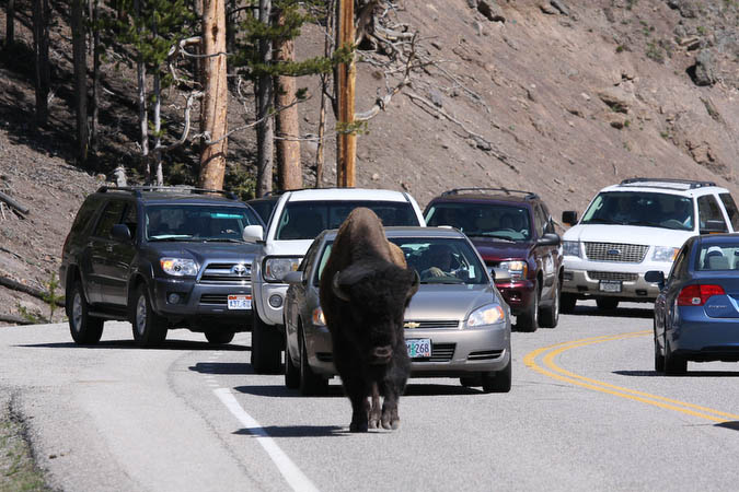 Traffic jam caused by a Bison [40D_1279.jpg]