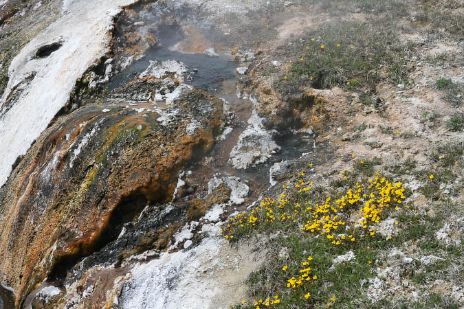 Little yellow flowers near hot water [40D_1364.jpg]