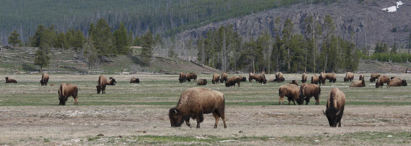A field full of Bison [40D_1392.jpg]