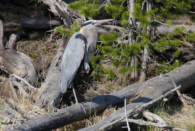 Great Blue Heron along the Firehole River [40D_1408.jpg]