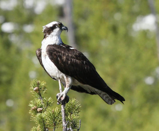 Osprey along the Firehole River [40D_1422.jpg]