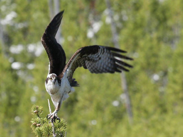 Osprey leaving its perch along the Firehole River [40D_1423.jpg]