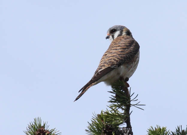 American Kestral along the Gibbon River [40D_1439.jpg]