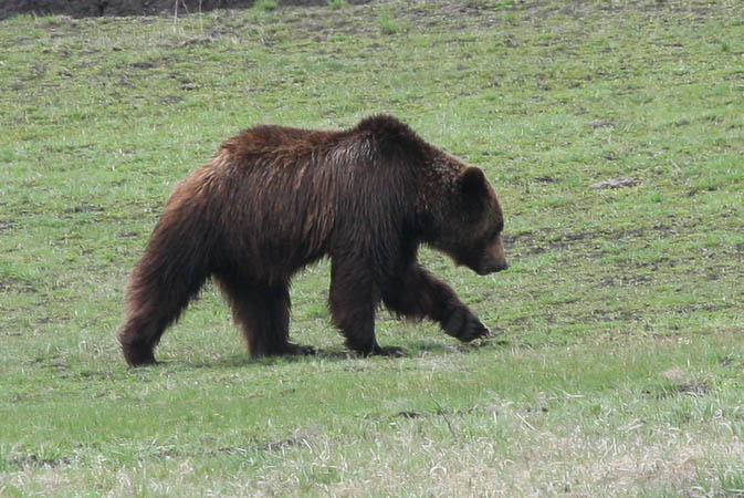 Grizzly Bear in the Lamar Valley [40D_1522.jpg]