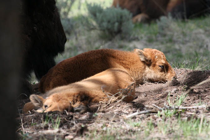 Baby Bison taking a nap
