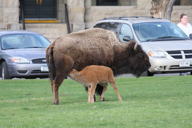 Baby nursing across from the Mammoth Hotel [40D_1579.jpg]