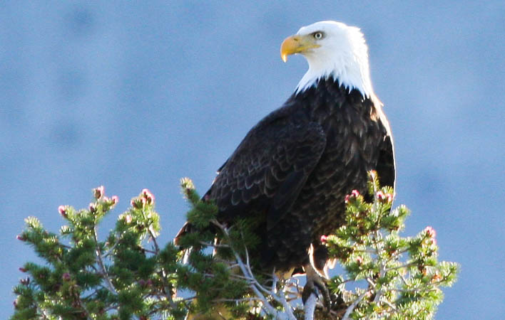 Bald Eagle about two miles east of the Mammoth Hotel [40D_1594.jpg]