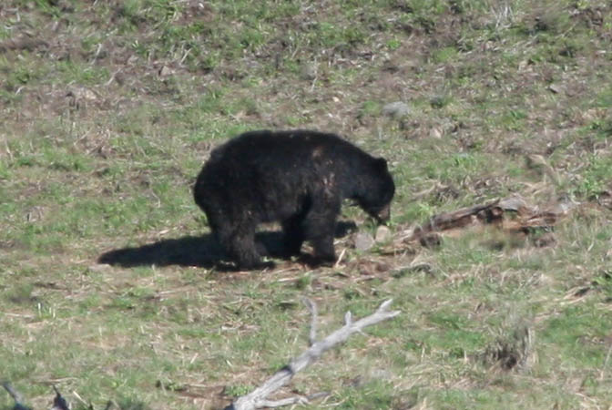 Black bear in the Lamar Valley [40D_1601.jpg]
