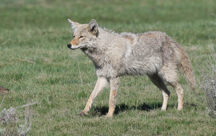 Coyote stalking something that he eventually gave up on [40D_1618.jpg]