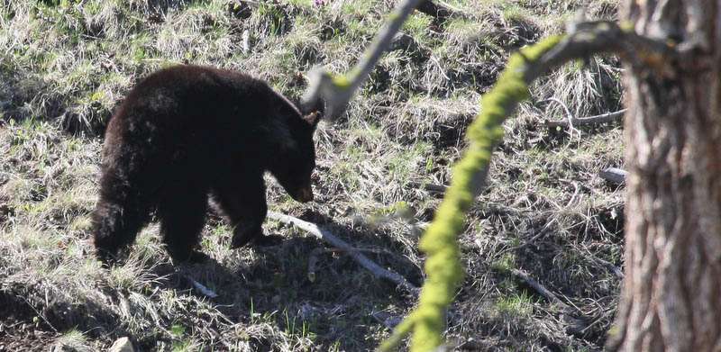 This is one of the bears near Tower Fall [40D_1630.jpg]