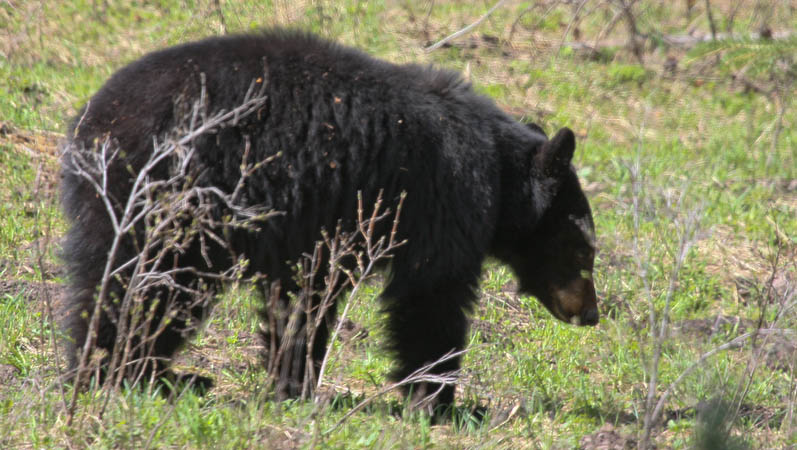 Black bear near Tower Fall [40D_1642.jpg]